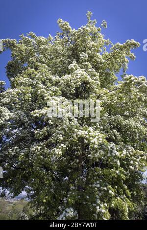 A hawthorn tree in blossom Stock Photo