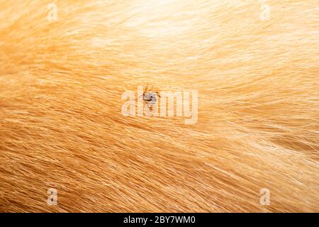 Ticks on dog hair. Ticks sucking dog blood. Dangerous insect mite, encephalitis, lyme disease, borreliosis, infection concept Stock Photo