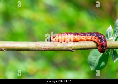 Selective focus of Cossus cossus caterpillar walking on branch, Goat moth is a moth of the family Cossidae Stock Photo