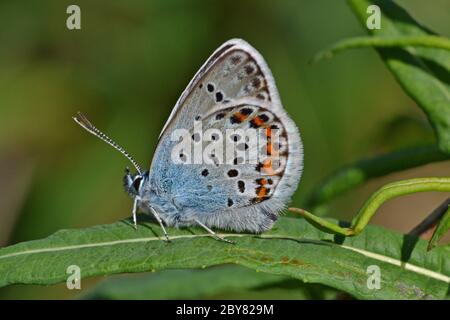 Silver Studded Blue Butterfly, UK Stock Photo