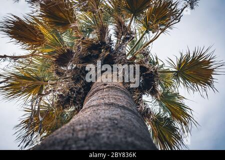 Crown of a Washingtonia filifera, commonly known as California fan palm, in low angle Stock Photo