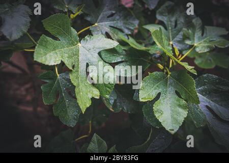 Raindrops on the leaves of a Fig tree Stock Photo