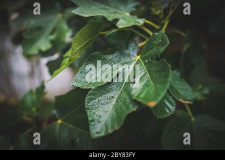 Raindrops on the leaves of a Fig tree Stock Photo