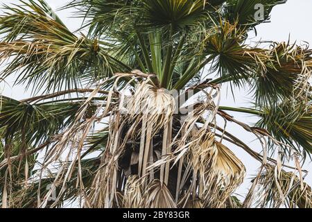 Top of a Washingtonia filifera palm, commonly known as California fan palm Stock Photo