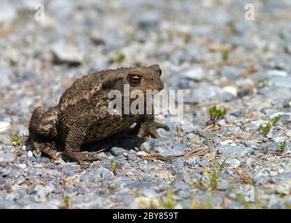 common toad Stock Photo