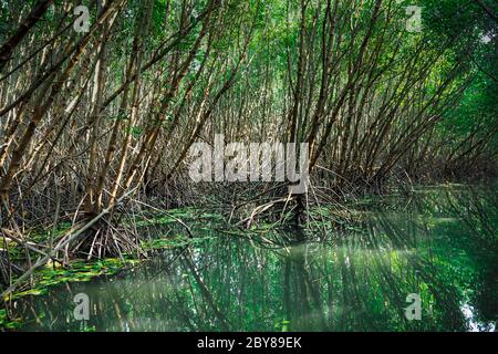 Scenic mangrove forest ecosystem with Mangrove roots and green lake Landscape lake mangrove forest. Tha Pom-Klong-Song-Nam at Krabi . Stock Photo