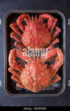 Two boiled, cooked spider crabs, Maja brachydactyla, caught in the