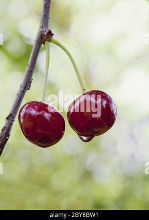 Two ripe red cherries with green stems touching on a soft peach ...