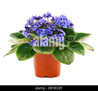 Blossoming violets Stock Photo