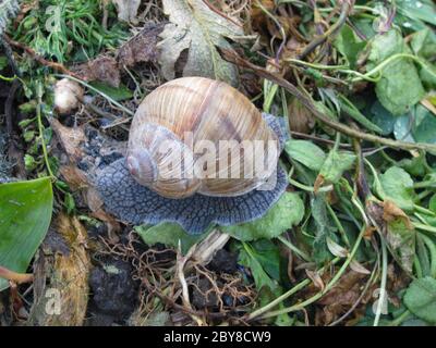 snail crawls on green grass, shallow dof Stock Photo