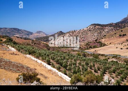 fields with olive trees in Spain Stock Photo