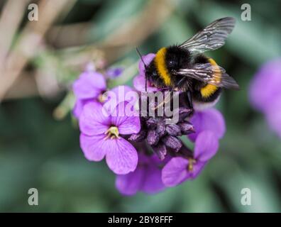 Close-up from a bumblebee collecting honey from a purple blooming erysimum wallflower on a blurry green background Stock Photo