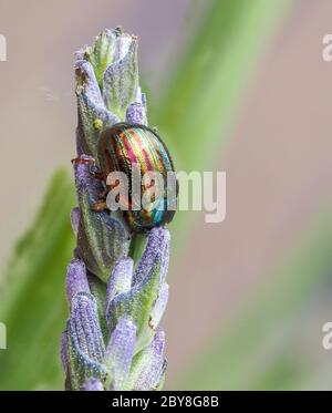 Rosemary Beetle Chrysolina americana feeding on lavender flower buds UK Stock Photo