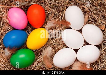 Eggs in nest Stock Photo