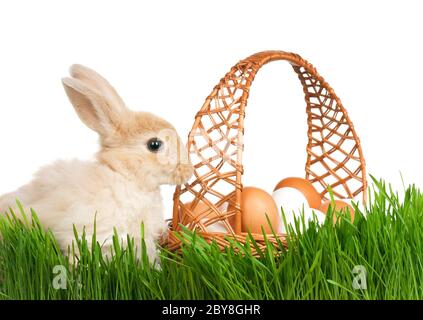 Rabbit in grass Stock Photo