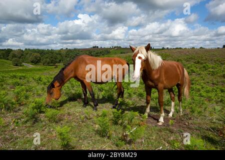 Rockford Common, New Forest, Ringwood, Hampshire, UK, 5th March 2025 ...