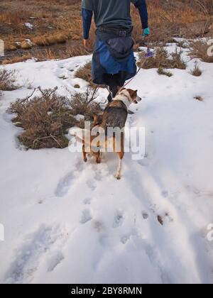 Dogs walk with owner on snowy trail Stock Photo