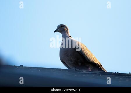 A close up portrait of a pidgeon sitting on a roof with the sun shining on one of its wings. The bird is looking around and ready to fly as soon as so Stock Photo