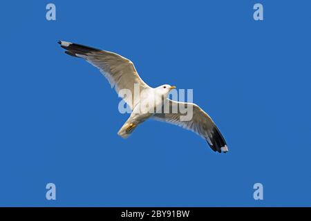 Common gull / sea mew (Larus canus) in flight, soaring against blue sky Stock Photo