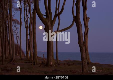 Beech trees, shaped by strong sea winds, at Ghost Wood / Gespensterwald along the Baltic Sea beach at Nienhagen, Mecklenburg-Vorpommern, Germany Stock Photo