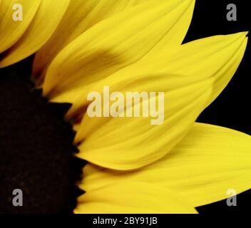 Macro shot of a beautiful yellow sunflower Stock Photo