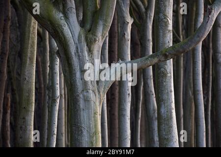 Beech trees, shaped by strong sea winds, at Ghost Wood / Gespensterwald along the Baltic Sea beach at Nienhagen, Mecklenburg-Vorpommern, Germany Stock Photo