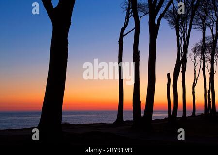 Beech trees, shaped by strong sea winds, at Ghost Wood / Gespensterwald along the Baltic Sea beach at Nienhagen, Mecklenburg-Vorpommern, Germany Stock Photo