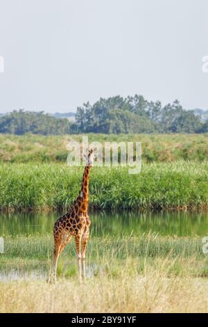 Rothschild's giraffe ( Giraffa camelopardalis rothschildi) at the Nile, Murchison Falls National Park, Uganda. Stock Photo