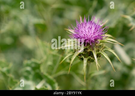 Blessed milk thistle (silybum marianum) Stock Photo