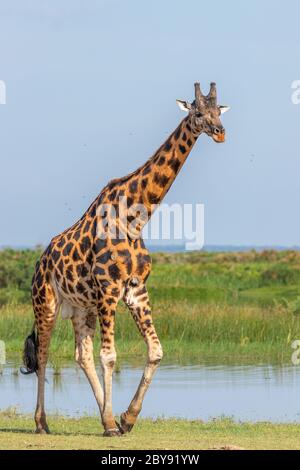 Rothschild's giraffe ( Giraffa camelopardalis rothschildi) at the Nile, Murchison Falls National Park, Uganda. Stock Photo