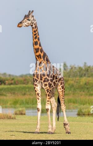 Rothschild's giraffe ( Giraffa camelopardalis rothschildi) at the Nile, Murchison Falls National Park, Uganda. Stock Photo