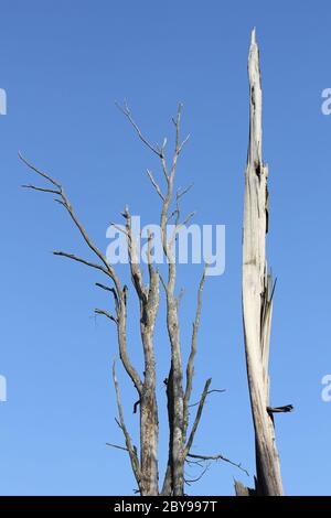 Dead tree after a storm Stock Photo