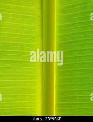 Banana Leaf Texture Stock Photo