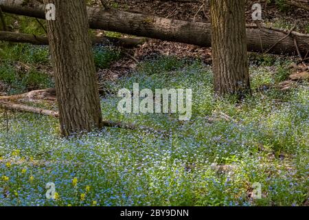 Water Forget-me-not, Myosotis scorpioides, an introduced species gone wild and flowering in Canadian Lakes in central Michigan, USA Stock Photo