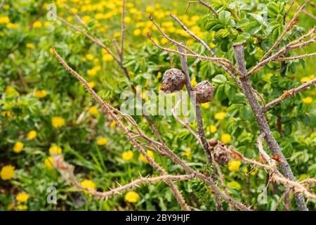 Dog Dog Rose or Rosehip disease what is making the bush drying. Sick bush of Wild Rose on dandelion field background. Plant disease. High quality phot Stock Photo