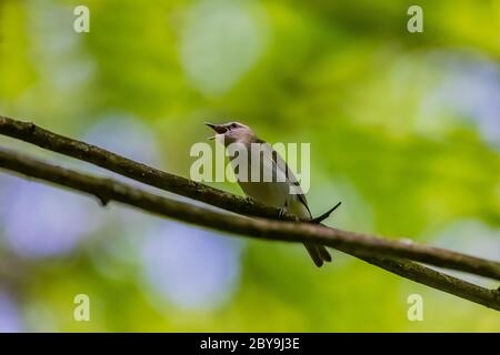 Red-eyed Vireo, Vireo olivaceus, in the forest in June in Loda Lake Wildflower Sanctuary, Huron-Manistee National Forest, lower peninusla of Michigan, Stock Photo