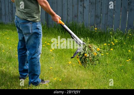 Man removing weeds dandelions from yard. Mechanical device for removing dandelion weeds by pulling the tap root in garden. Weed Control. Dandelion rem Stock Photo