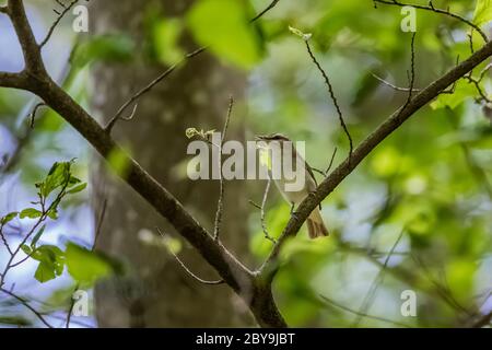 Red-eyed Vireo, Vireo olivaceus, in the forest in June in Loda Lake Wildflower Sanctuary, Huron-Manistee National Forest, lower peninusla of Michigan, Stock Photo