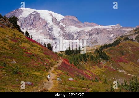 A hiker walks on a trail surrounded by stunning fall foliage at Mt. Rainier National Park in Washington state Stock Photo