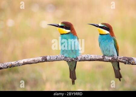Couple of bee-eaters perched on a branch Stock Photo
