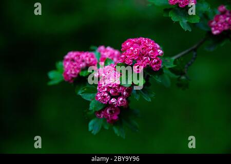 Hawthorn medicinal plant. Pink flowers on a flowering branch. Beautiful flower. Natural background. Stock Photo