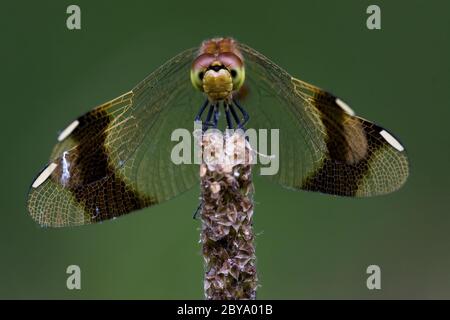 front of wild red yellow dragonfly on a wood branch in the bush Stock ...