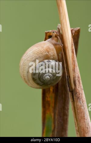 gastropoda Stock Photo