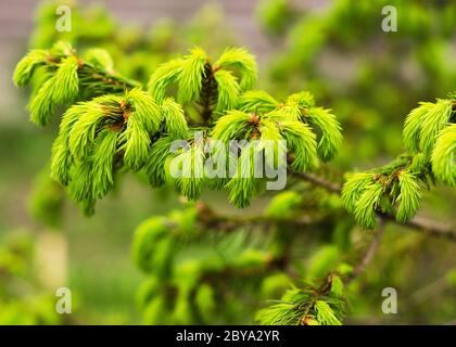 young needles on a branch of spruce Stock Photo