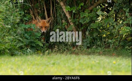 A wild male Red Fox (Vulpes vulpes) emerging from the undergrowth, Warwickshire Stock Photo