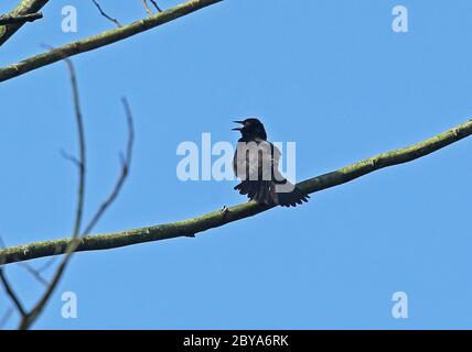 Melodious Blackbird (Dives dives) adult male perched on branch in song  Lancetilla Botanical Gardens, Honduras      February 2016 Stock Photo