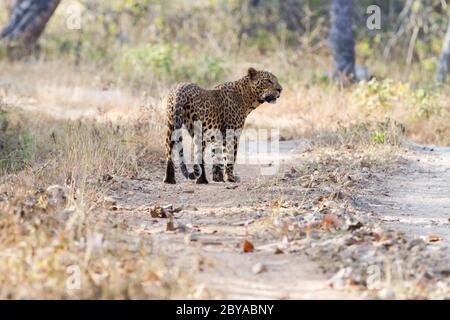 The Indian leopard (Panthera pardus fusca) inside the Bandipur National Park in Karnataka, India, Asia. Stock Photo