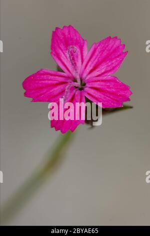 macro close of  a violet pink geranium dissectum Stock Photo
