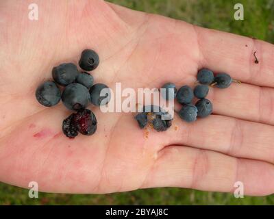 Blueberries and bilberries Stock Photo