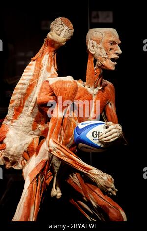BODY WORLDS Amsterdam is part of a more significant set of exhibitions created by Dr. Gunther von Hagens. Stock Photo
